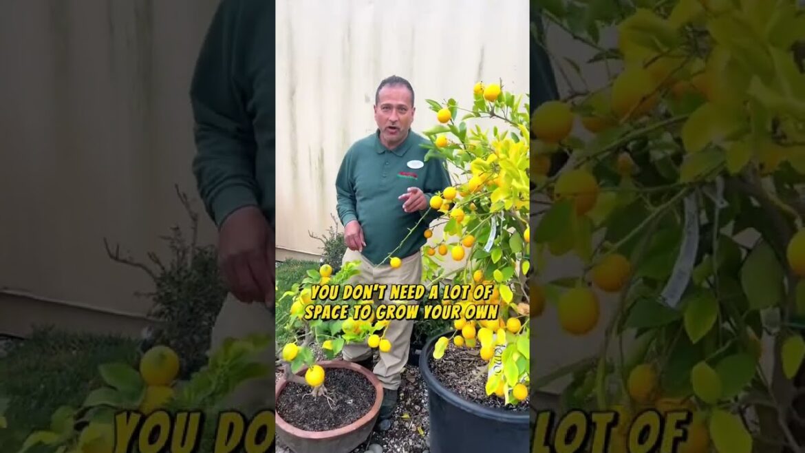 Grow a Lemon Bonsai Tree in a Pot with These Pro Tips! Grow a Lemon Bonsai Tree in a Pot with These Pro Tips!