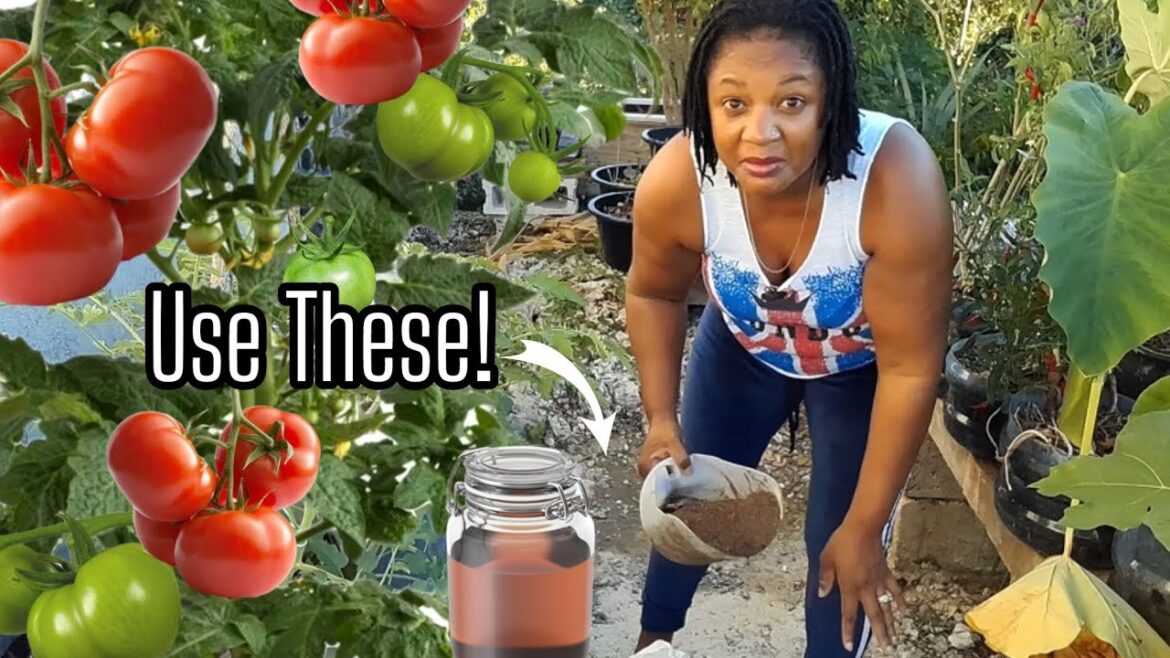 Your Plants Will Explode With Tomatoes After Using Just These Two Organic Fertilizers!