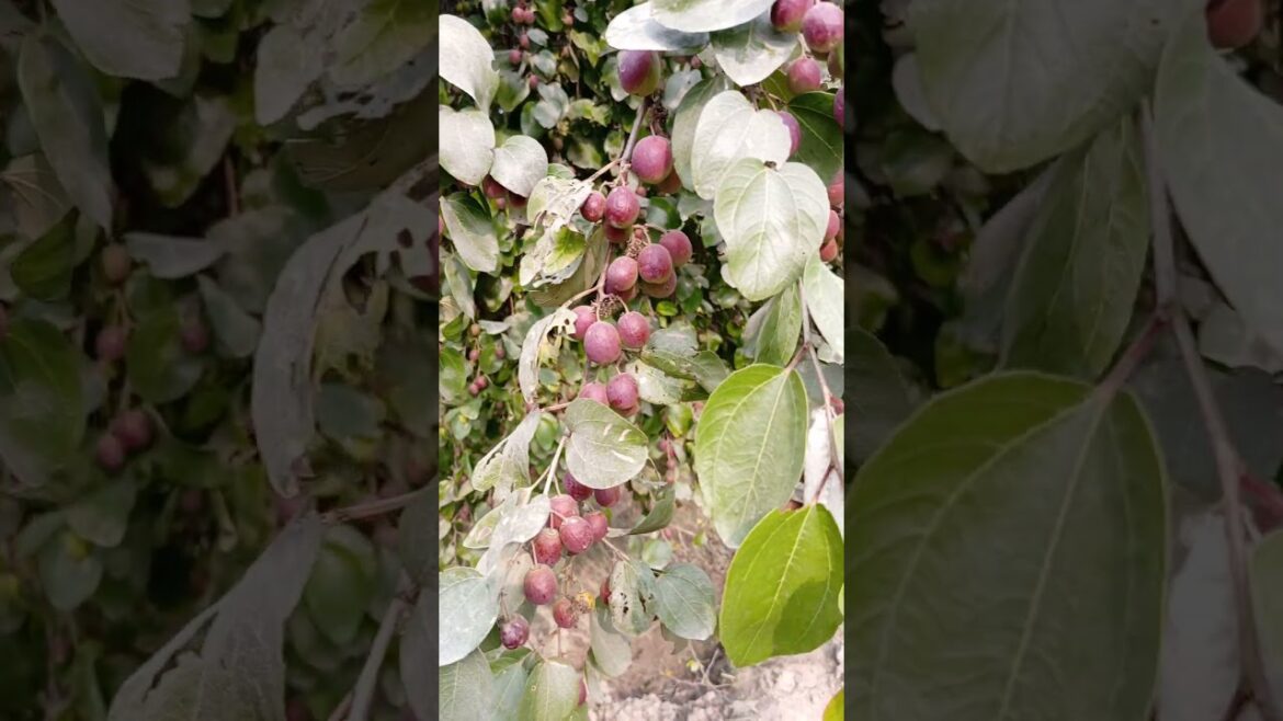 Red Seedless Apple Bair #ytshorts #shorts #shortsvideo