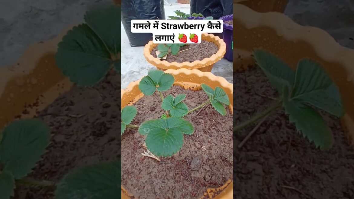 गमले में स्ट्रॉबेरी कैसे उगाए |Simple Way to Grow Strawberries in a Pot Without Gardening Experience गमले में स्ट्रॉबेरी कैसे उगाए |Simple Way to Grow Strawberries in a Pot Without Gardening Experience
