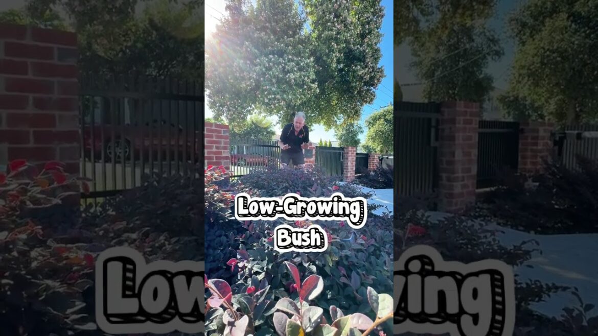 This Colourful Shrub (Loropetalum) is a Must Have in the Garden.