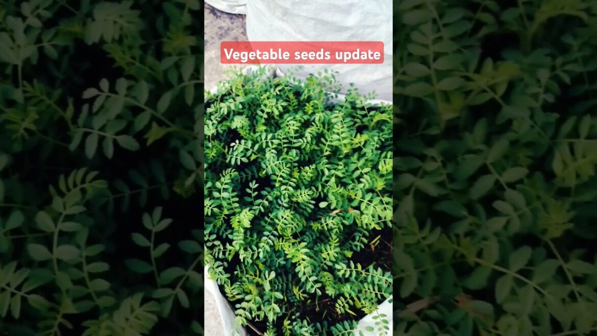 #vegetableseedsupdate#shortsfeed#shorts#garden#plants#vegetables#vegetablegardening#terracegarden#yt #vegetableseedsupdate#shortsfeed#shorts#garden#plants#vegetables#vegetablegardening#terracegarden#yt