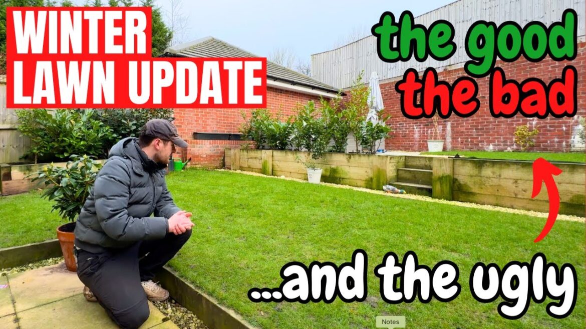 How do my lawns look now that it's winter -  the GOOD, the BAD and the UGLY!