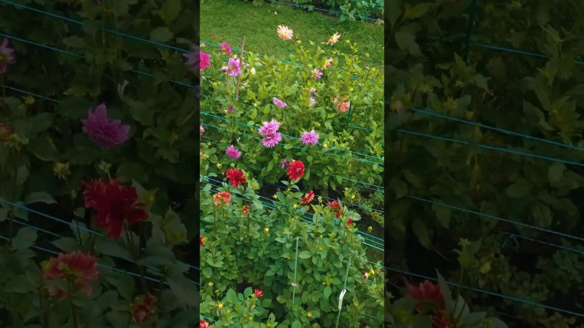 Front Yard full of Dahlias (851 plants!) #garden