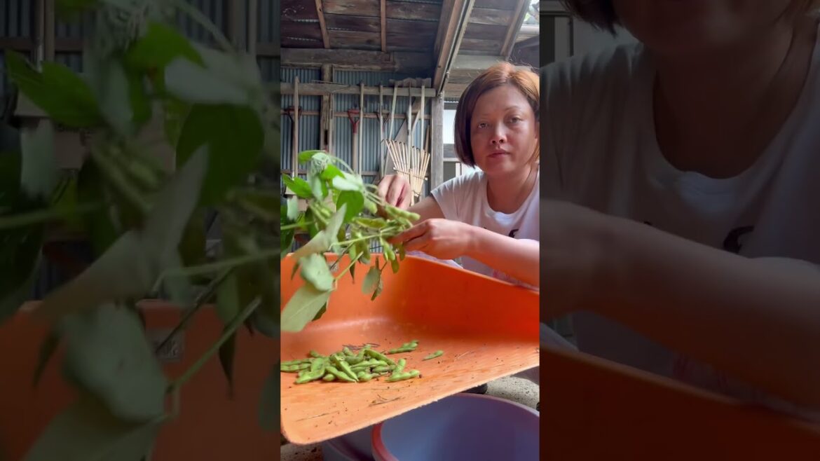 Soya beans or edamame in Japanese #gardening #harvesting #beans #shorts #satisfying