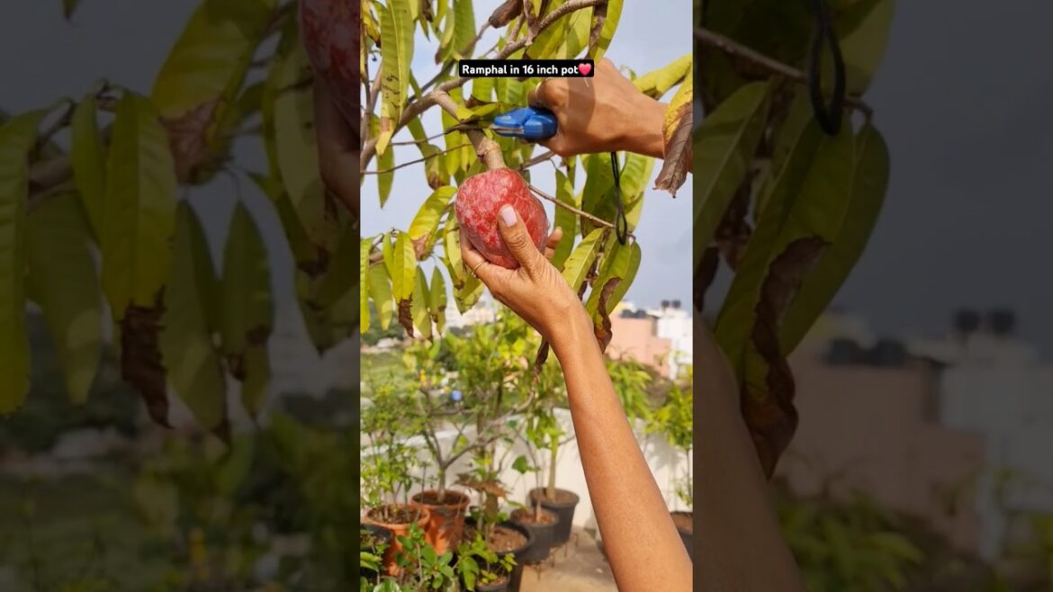 Ramphal in 16 inch pot❤️ #gardening #fruit #shorts