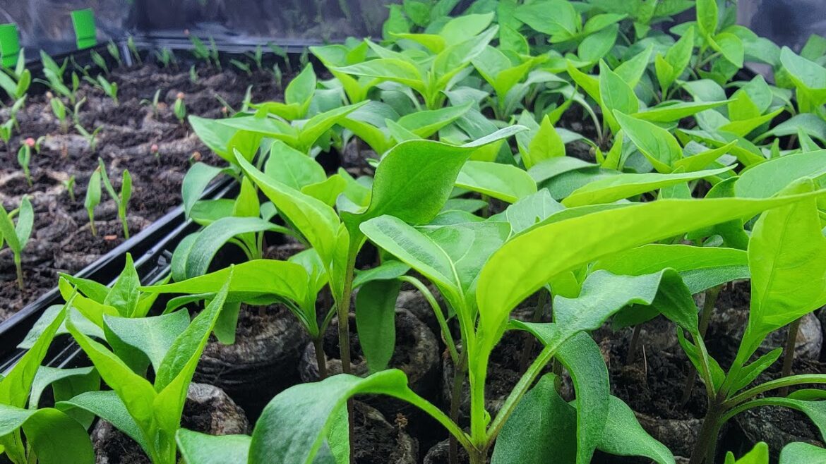 Grow the Best Seedlings with these 8 Seed Starting Tips for Beginning Gardeners