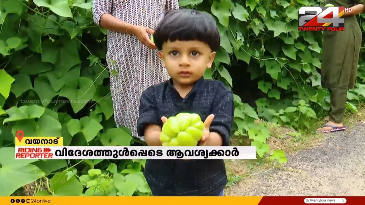 വിപണിയിൽ നേടുന്നത് ലക്ഷങ്ങൾ, വയനാട്ടിലെ ചൗ ചൗ പച്ചക്കറി കൃഷിയുടെ വിശേഷങ്ങൾ | Wayanad