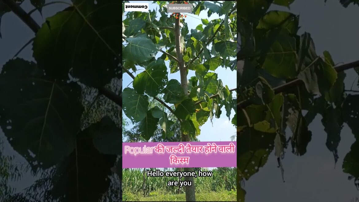 पॉपुलर की जल्दी तैयार होने वाली किस्म !! #shorts#youtubeshorts#trending#shortvideo#short#funny#fun🌽🚜 पॉपुलर की जल्दी तैयार होने वाली किस्म !! #shorts#youtubeshorts#trending#shortvideo#short#funny#fun🌽🚜