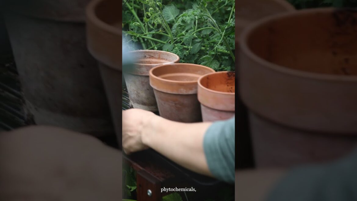 How to grow Microgreens