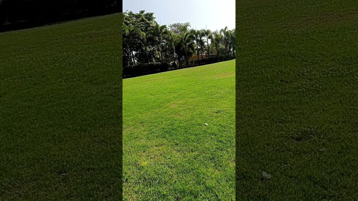 Garden view look like #nature #flowergarden #garden Garden view look like #nature #flowergarden #garden