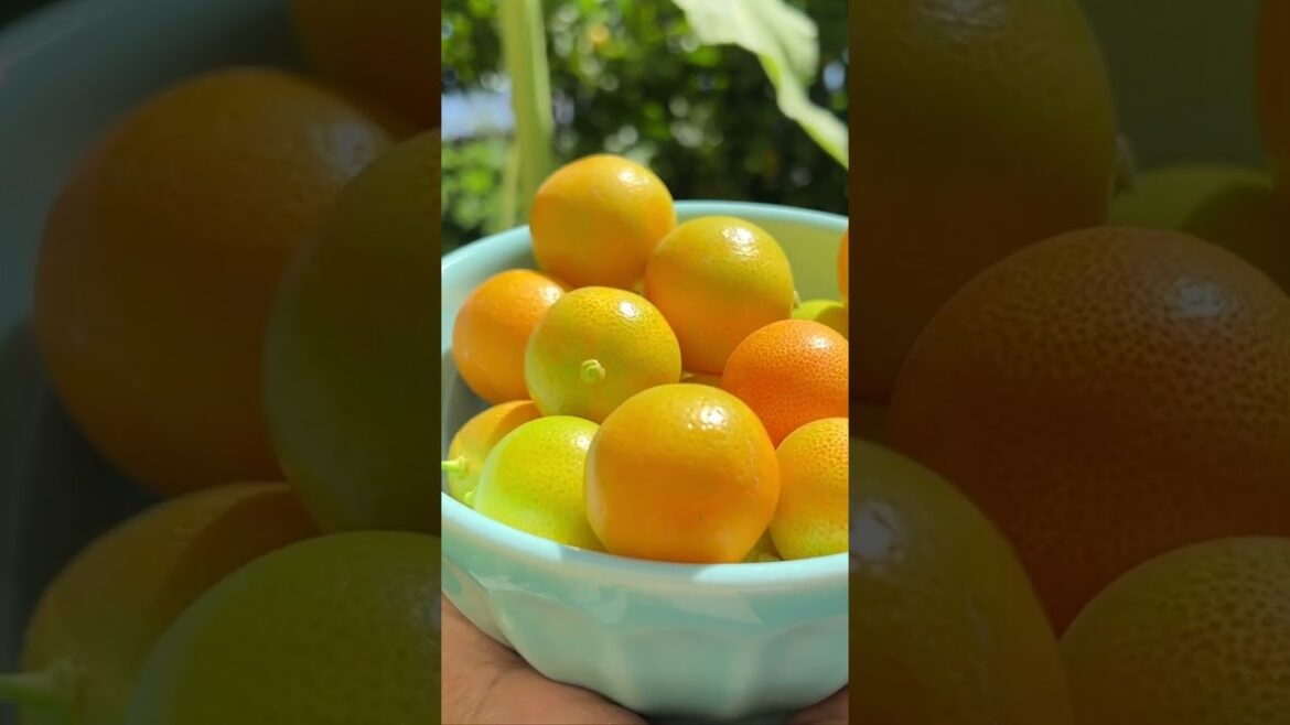 Calamansi from the backyard garden 🌱🍊  #shorts #calamansi #gardening #backyardgarden #citrus #garden