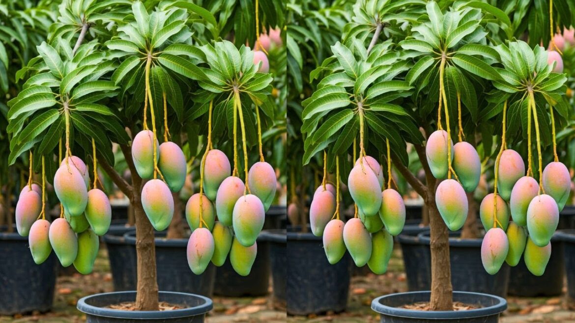 LIVE🔴🌿Coca-Cola Propagation: Easiest Way to Propagate Mango Trees:  #live #garden
