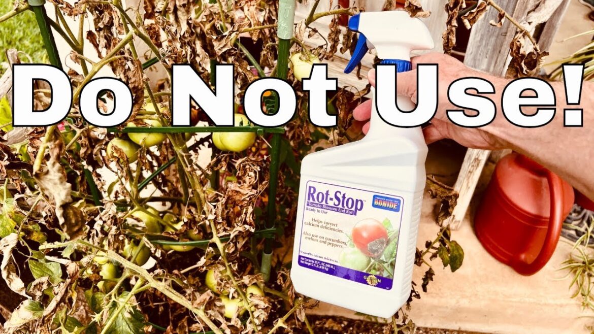Do NOT Use Rot Stop on tomatoes | container gardening