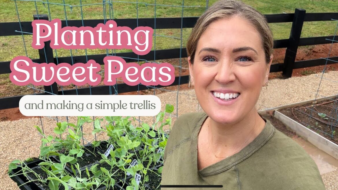Planting Sweet Pea Seedlings & DIY Bamboo Trellis for Cut Flower Garden 🌸💐
