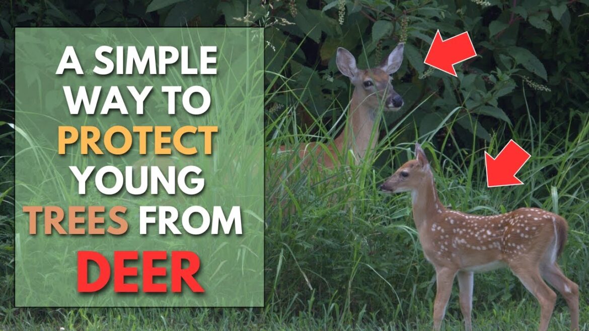 Protect Your Young TREES from DEER – Fall Garden Tips Protect Your Young TREES from DEER - Fall Garden Tips