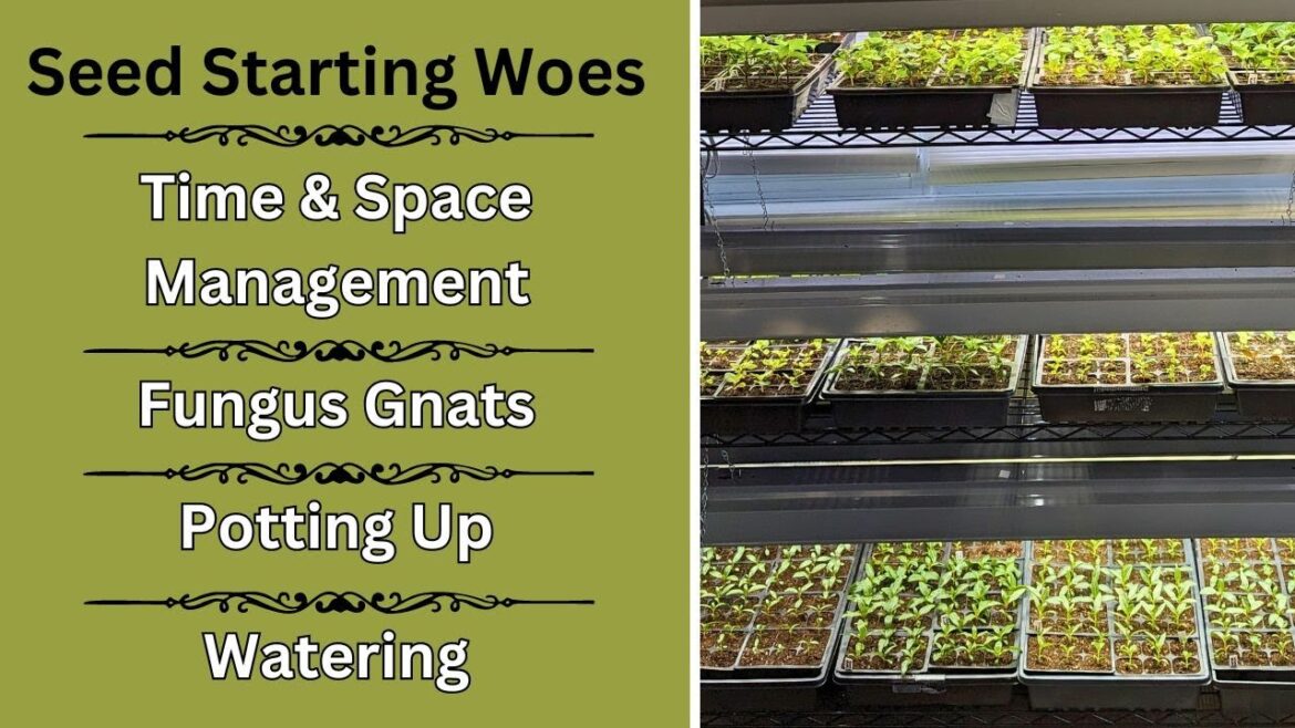 Indoor Seed Starting Tips | Potting Up Lavender Delphinium Dahlia Seedlings || Budget Gardening Indoor Seed Starting Tips | Potting Up Lavender Delphinium Dahlia Seedlings || Budget Gardening