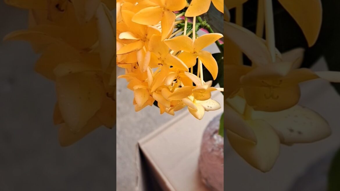 Garden's flowers bouquet 💐 as a centerpiece #shorts #flower #bouquet #homegrow #décoration #garden