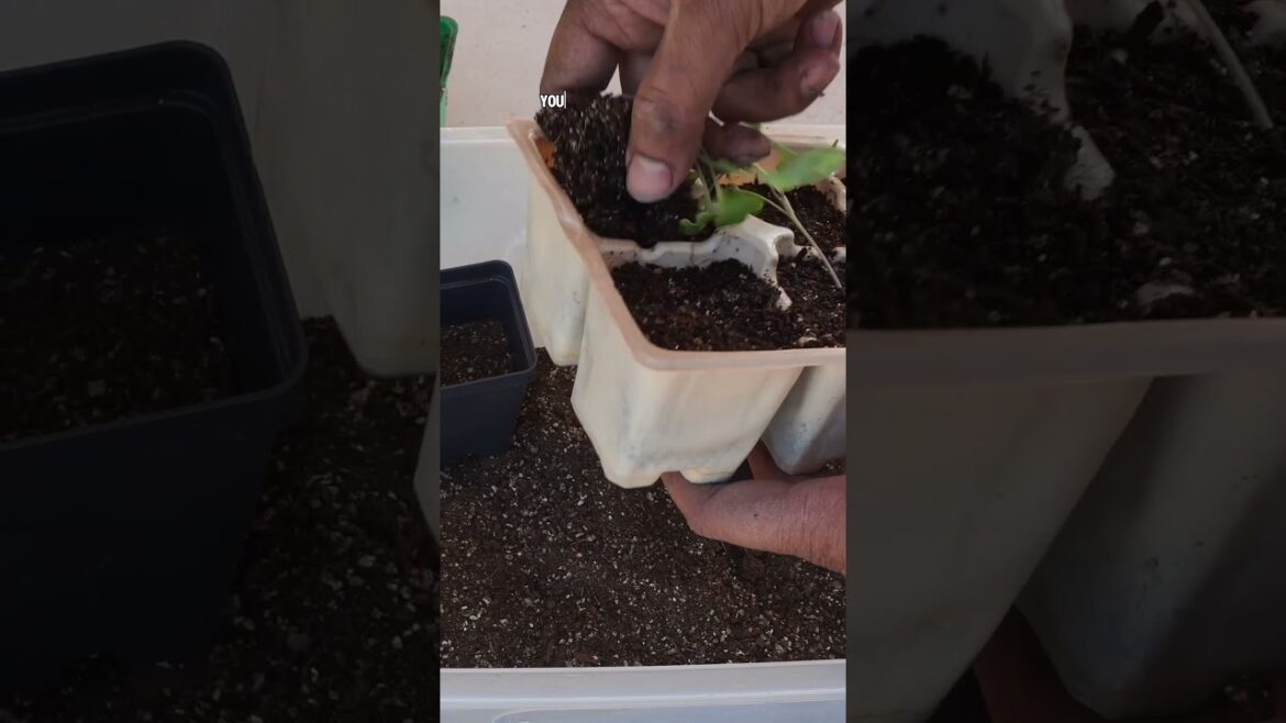 Fix Leggy Seedlings: How to Manage Them by Uppotting!