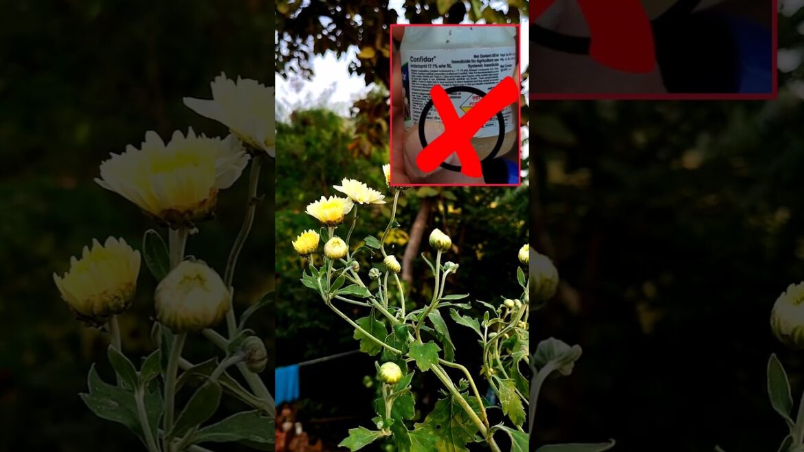 Tips For Guldaudi Flower | Guldaudi plant care tips #shorts #shortsvideo #garden #gardening Tips For Guldaudi Flower | Guldaudi plant care tips #shorts #shortsvideo #garden #gardening