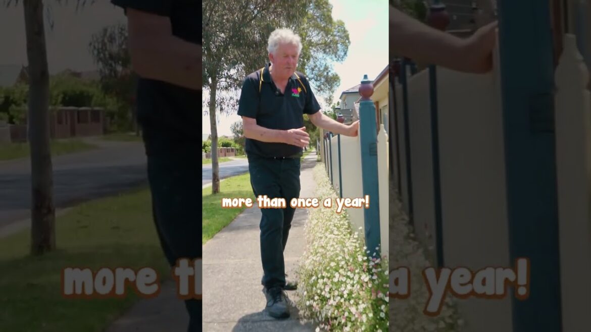 Seaside Daisies Are the PERFECT Addition to a Cottage Garden.