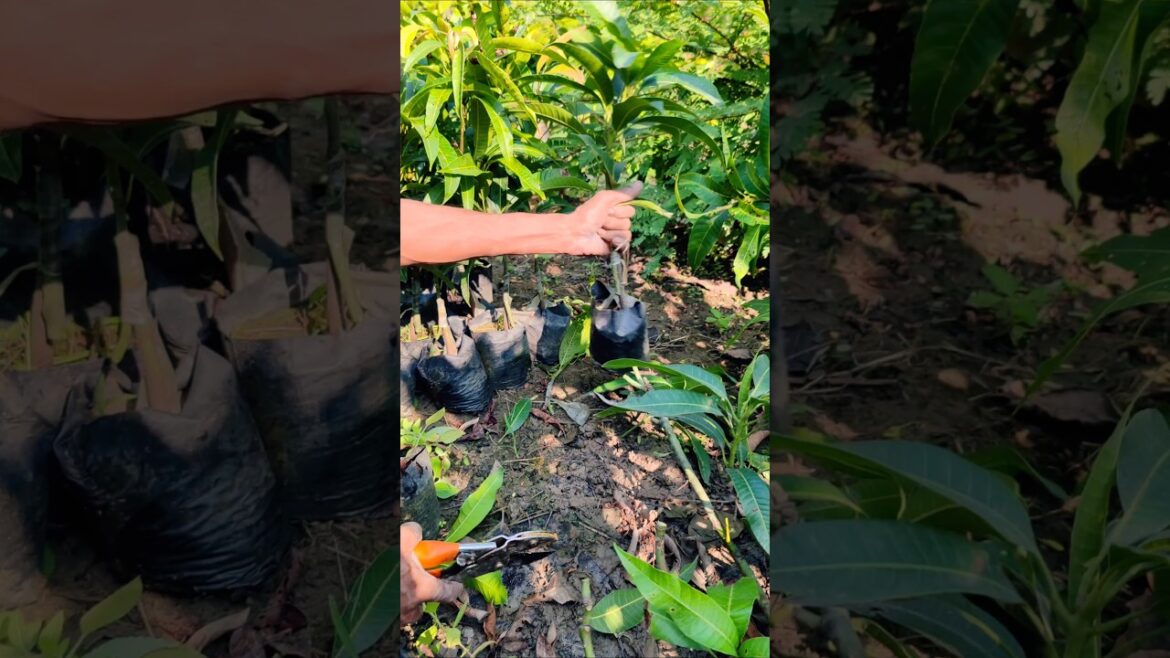 Success in Grafting: Cutting Mango Tree from Mother #shorts Success in Grafting: Cutting Mango Tree from Mother #shorts