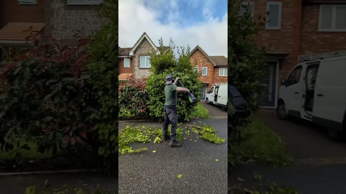 Quick Yard Cleanup Merry Christmas! #YardCleanUp #GardeningTips #cleanspace #TrimmingTips #cleaning Quick Yard Cleanup Merry Christmas! #YardCleanUp #GardeningTips #cleanspace #TrimmingTips #cleaning