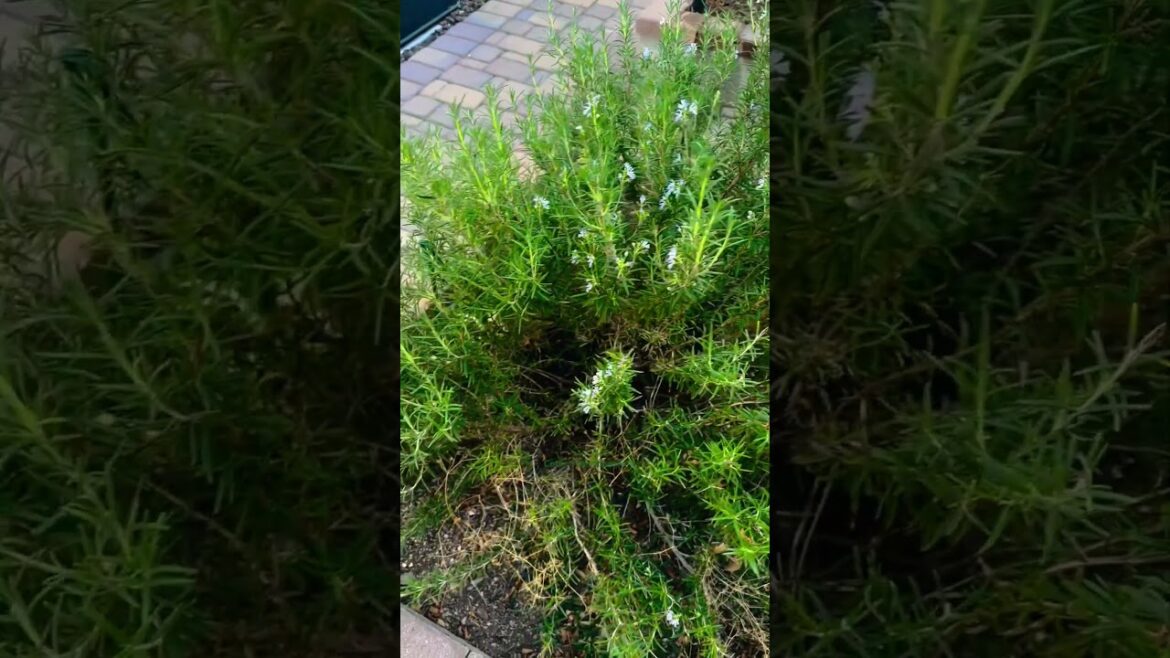 Rosemary Flowers ⚘ My Rosemary plant flowering for the first time 🙌 #gardening #rosemarybenefits