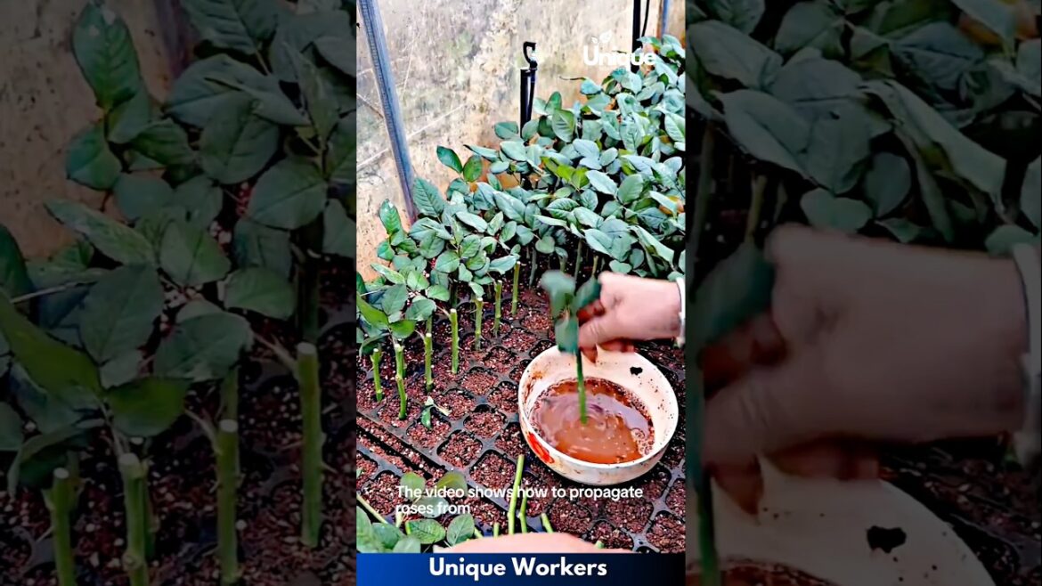 Rose cutting propagation - The workers do their job perfectly || #machine #shorts