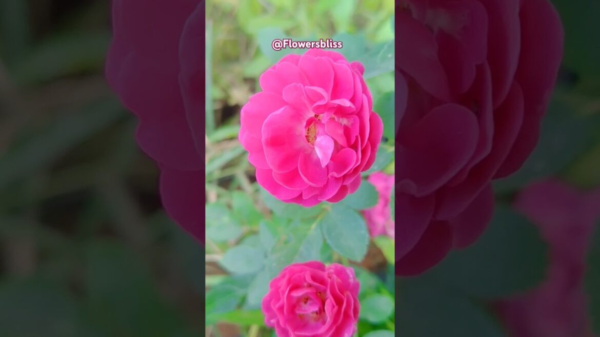 Roses from Home garden #shorts #rose #flowers