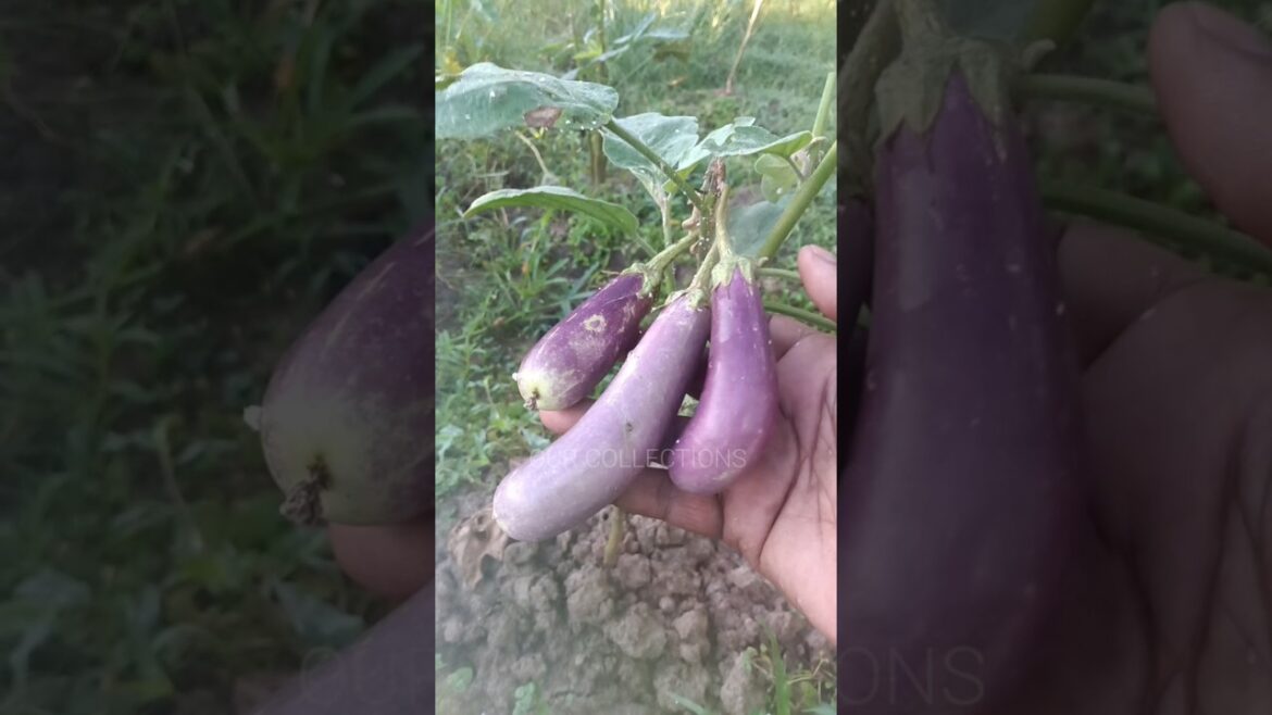 Harvest japanese purple eggplant #shorts #gardening #farming #shortsfeeds