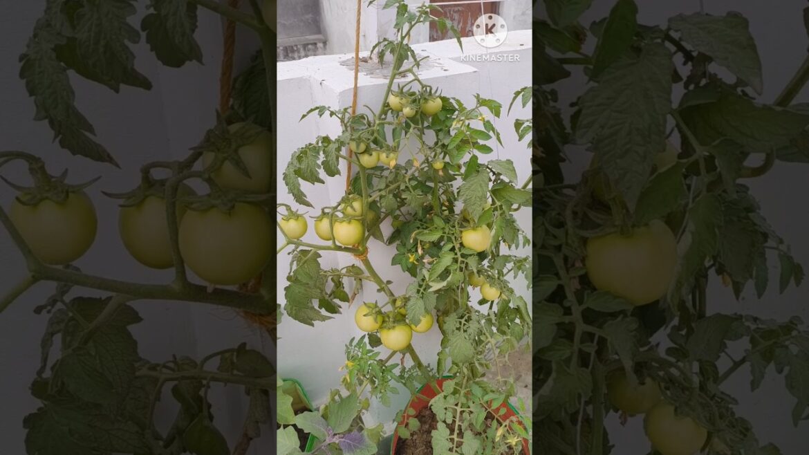 My terrace garden #shorts #youtube shorts#vegetable gardening#Organic