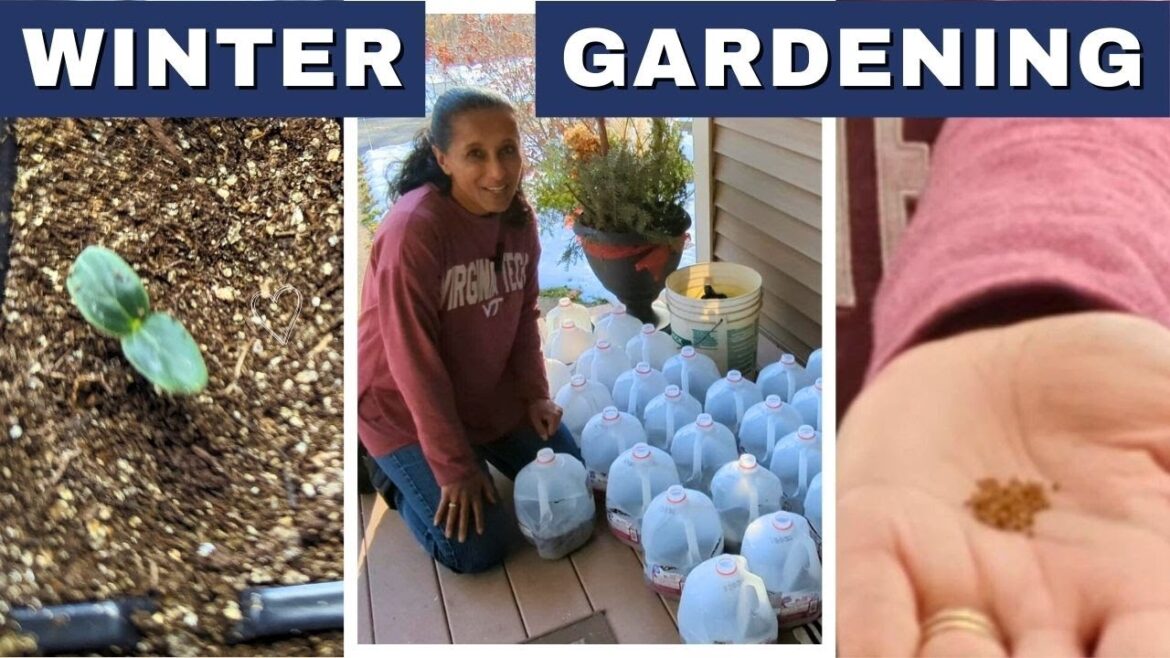 Winter Sowing Poppies Planting Pansy Seeds Transplanting Seedlings Winter Sowing Poppies Planting Pansy Seeds Transplanting Seedlings