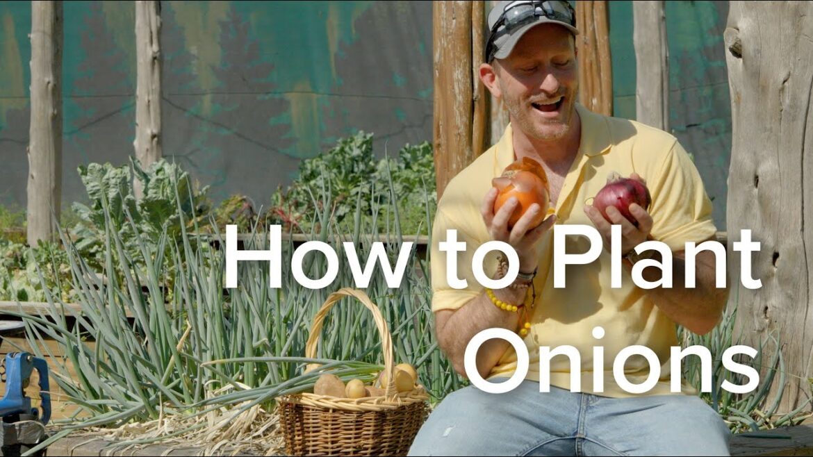 Let's Grow Together: How To Plant Onions