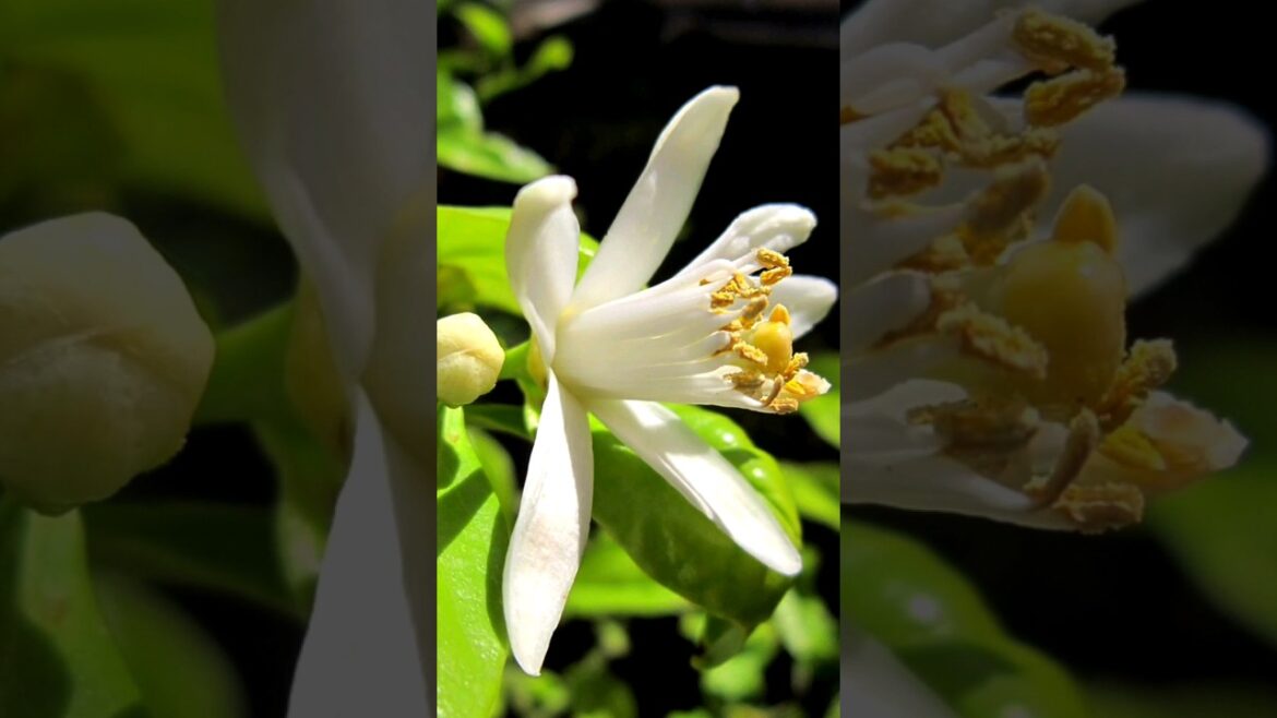 Propagating a Lime Tree with Moringa Branches: The viral gardening trend you need to know. Propagating a Lime Tree with Moringa Branches: The viral gardening trend you need to know.