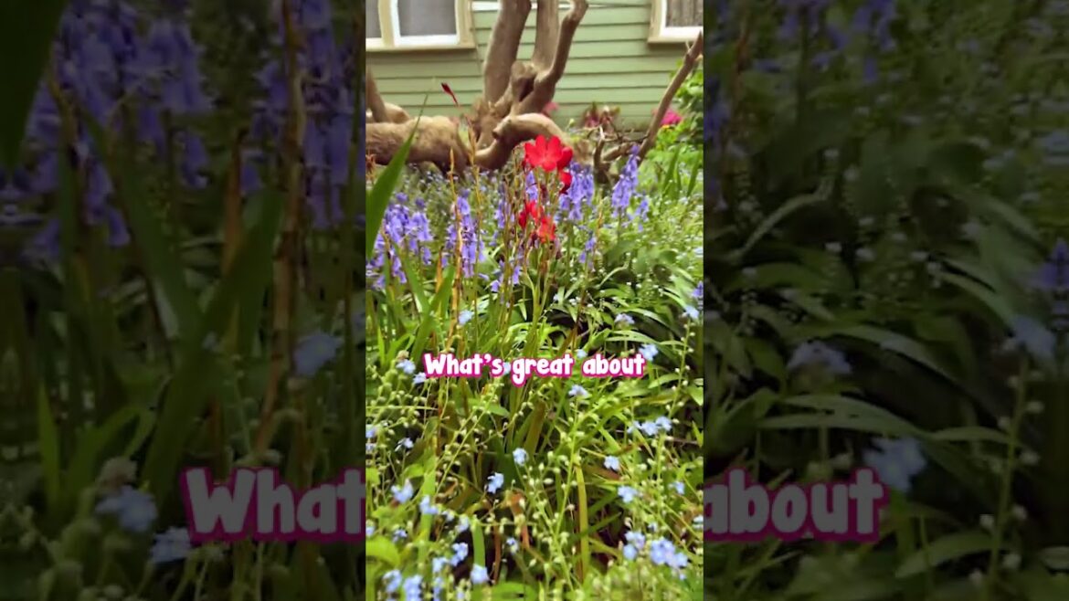 Needing Inspiration for a Cottage Front Garden? Here it is.