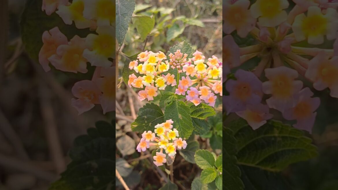 Winter season local flowers #tranding #gardening #viralvideo #ytshorts #food #yt #flowers #plants Winter season local flowers #tranding #gardening #viralvideo #ytshorts #food #yt #flowers #plants