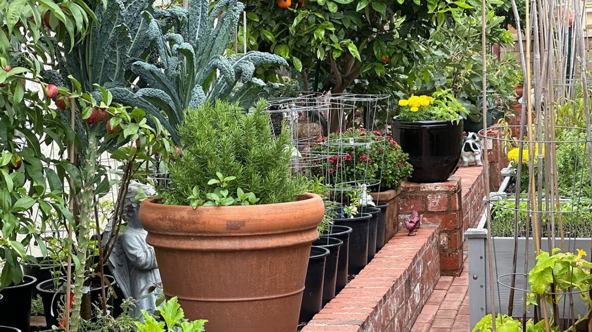 Backyard Garden Tour and How I Grow Potted Vegetables