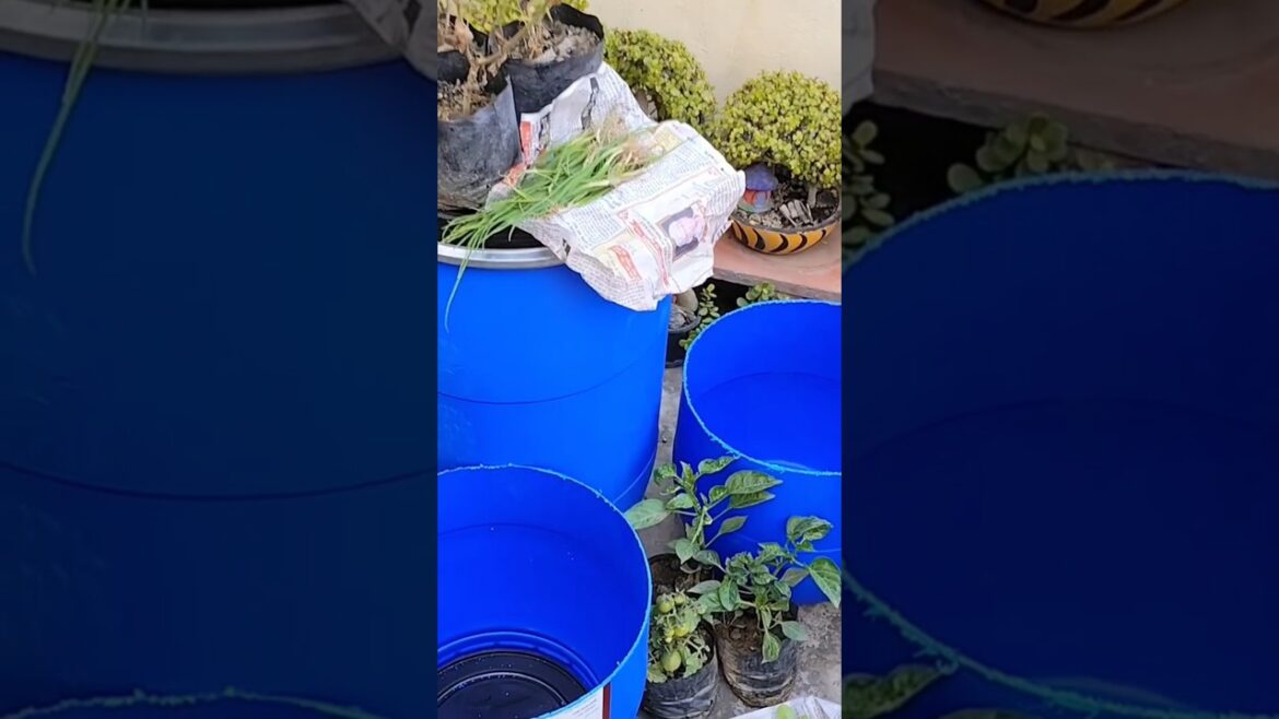 Sabjiya lagao ya fruits plants ye container gardening ke liye hai perfect #ytshorts #gardening
