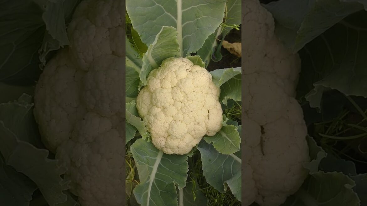 Cauliflower #cauliflower #shorts #vegetables #gardening #vegetablegardening #tarracegarden #trending