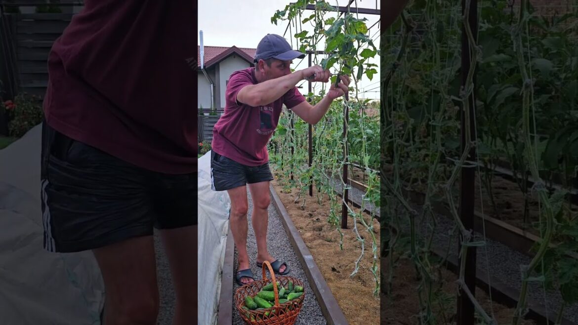 Gardener Alex - September 3, 2024 #harvestgarden