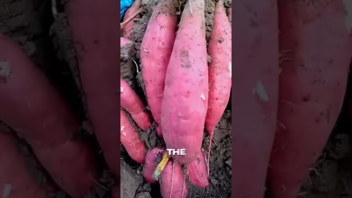 How to Grow potatoes in sacks to double yield & Easy harvesting / Agriculture tips #india #nigeria