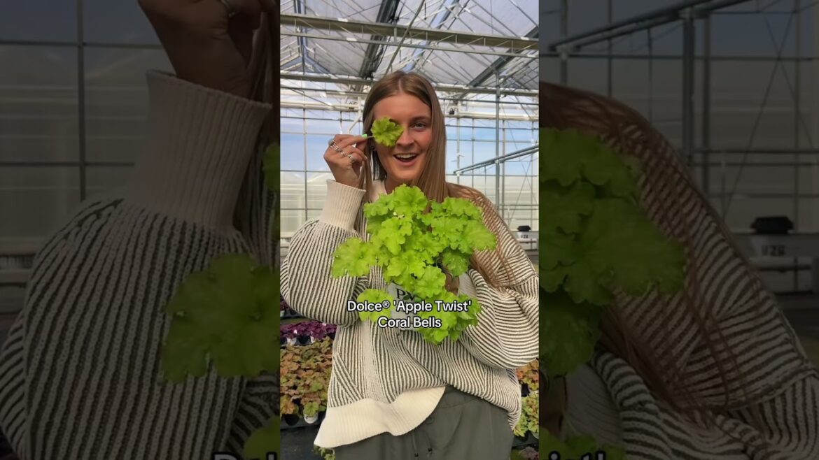 Coraline or Coral Bells? #halloween2024 #gardeningideas #gardenplants #gardendesign #foliage Coraline or Coral Bells? #halloween2024 #gardeningideas #gardenplants #gardendesign #foliage