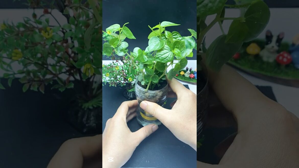 Ingenious ideas, every gardener should know this #shorts #diy #bottle #garden #gardening