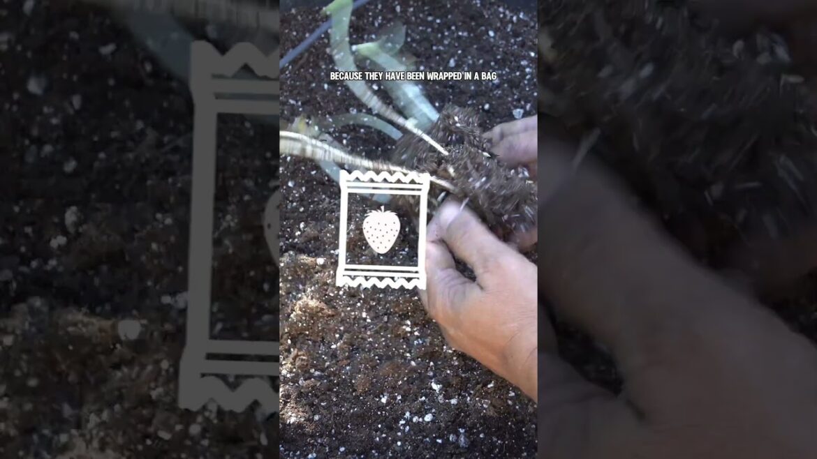 "Grow Fresh Strawberries at Home: From Store-Bought Roots to Sweet Harvest!