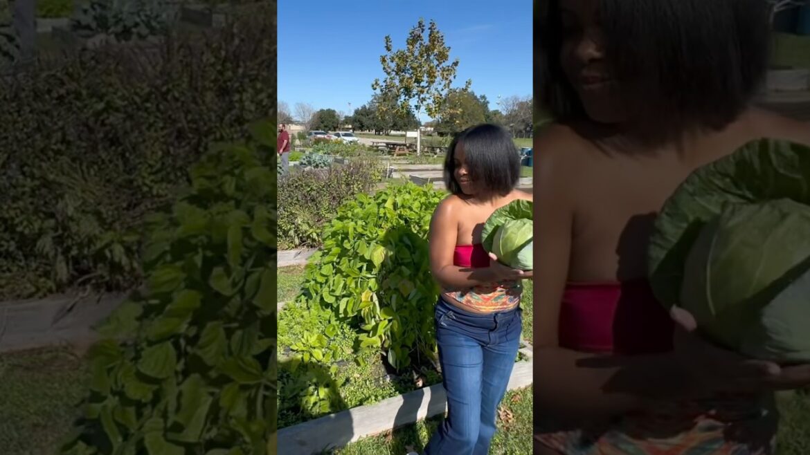 Garden update: Grocery shopping in the #garden 🪴