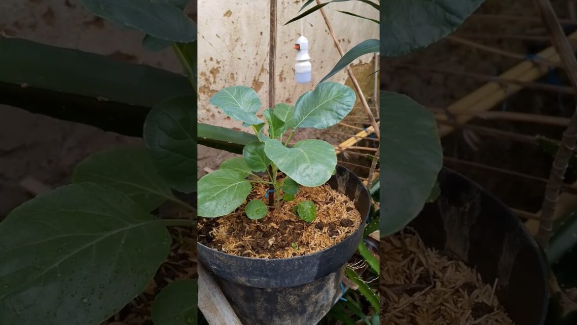 Growing and developing Cauliflower in Pot #gardening #shortsvideo