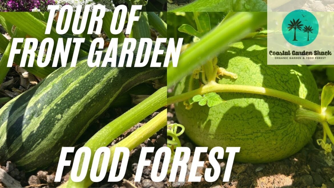 Tour of Front Garden Food Forest (Summer) January 2025