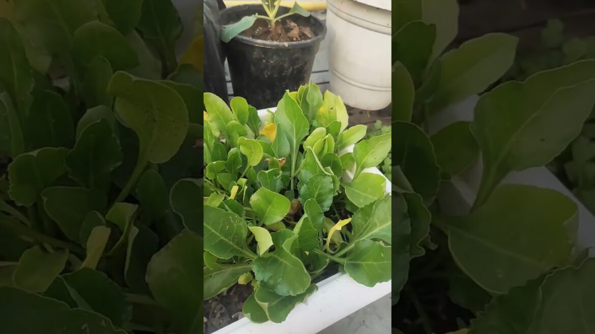 Gardening tips 🤫#gardening #gardningtips #shortsvideo