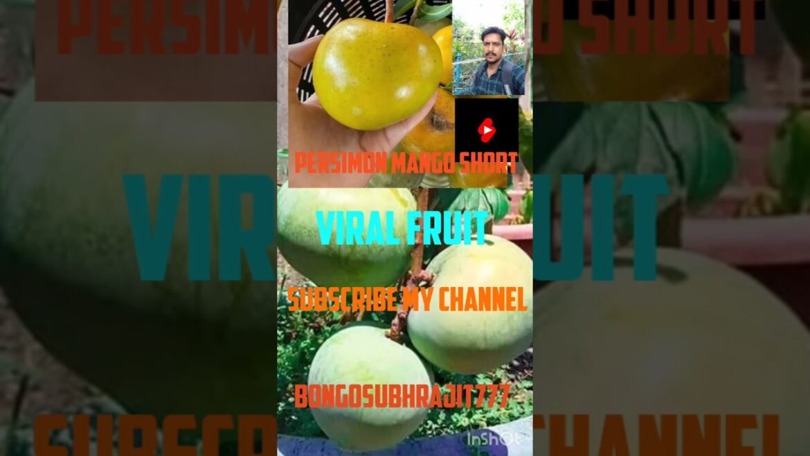 Persimon Mango Shorts#viralshort #gardening #viralfruits #japanese mango#naturelovers #sweetfruit